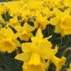 Narcissus 'Dutch Master'