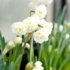 Narcissus 'Erlicheer'
