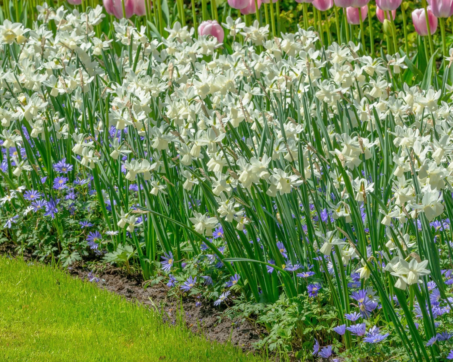 Narcissus 'Ice Wings' - Image 2