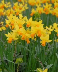 Narcissus 'Jetfire'