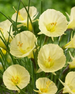 Narcissus 'Julia Jane'