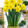 Narcissus 'Lucky Number'