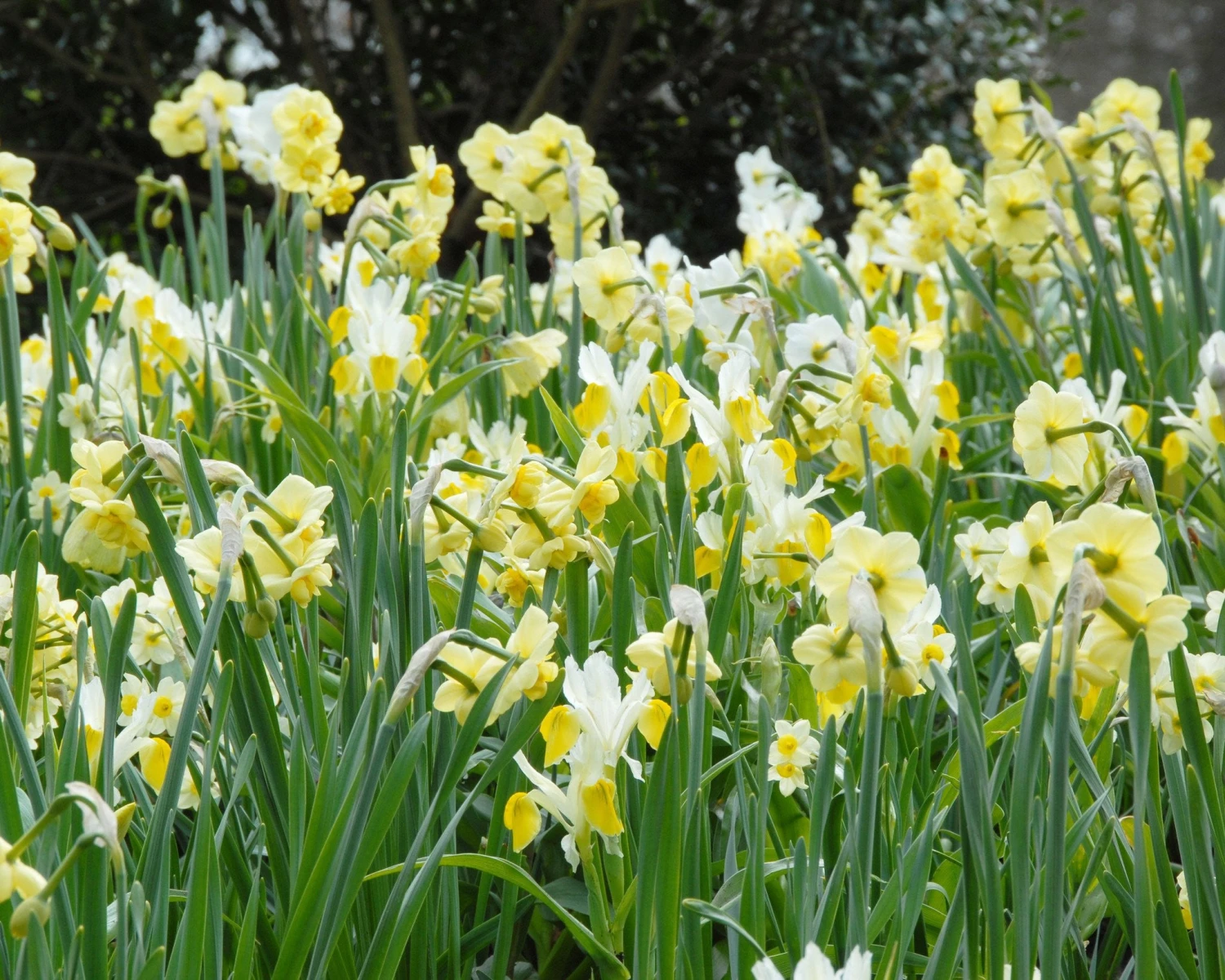 Narcissus 'Minnow' - Image 6
