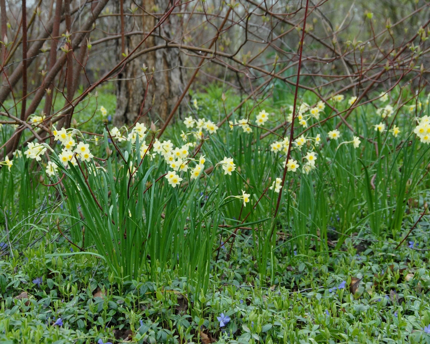 Narcissus 'Minnow' - Image 4