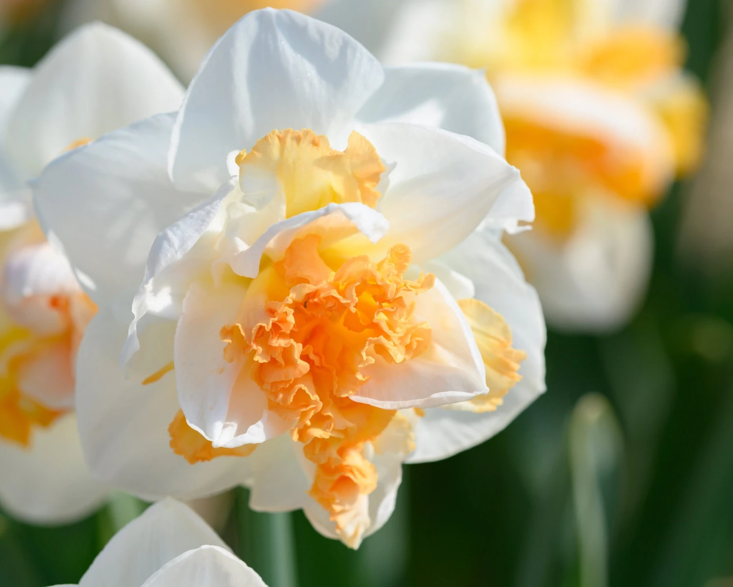 Narcissus 'Peach Prince' - Image 9