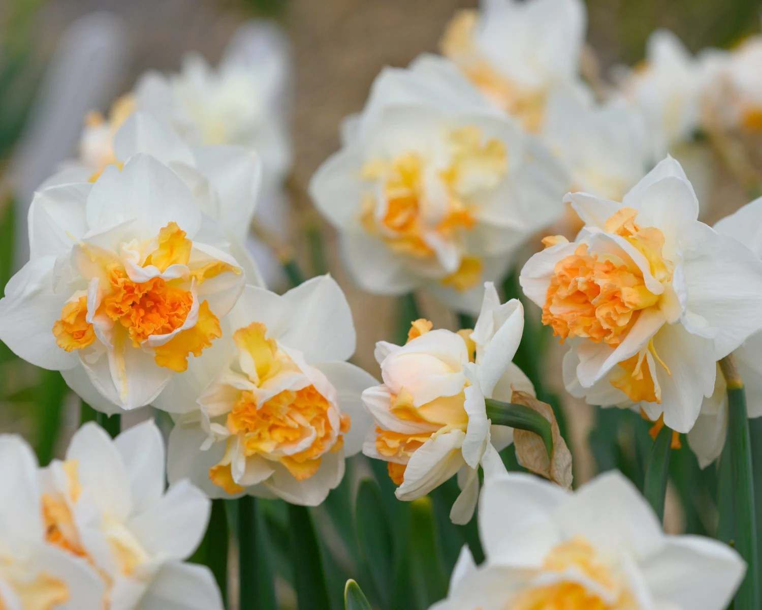 Narcissus 'Peach Prince' - Image 2