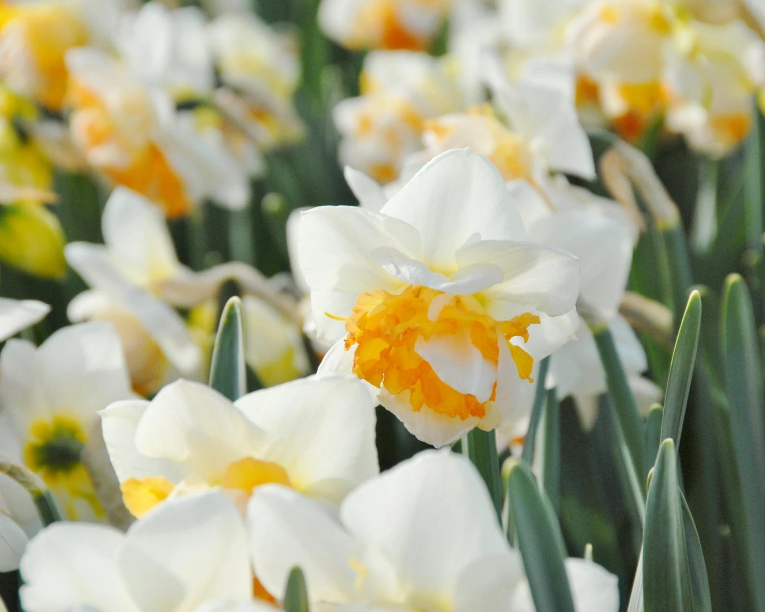 Narcissus 'Peach Prince' - Image 8