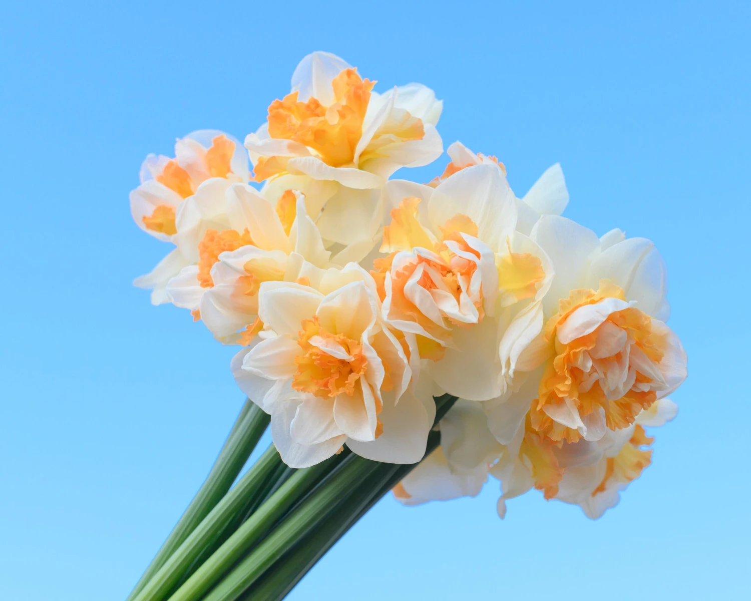 Narcissus 'Peach Prince' - Image 10