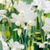 Narcissus 'Petrel'