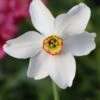 Narcissus 'Pheasant's Eye'