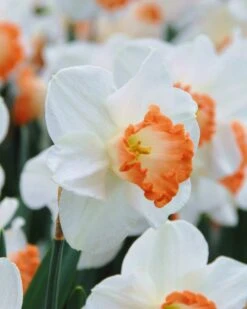 Narcissus 'Pink Charm'