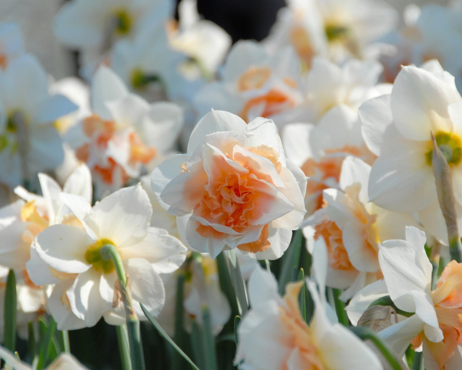 Narcissus 'Replete' - Image 2