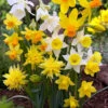 Narcissus 'Rockgarden Mix'