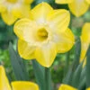 Narcissus 'Sabatini'