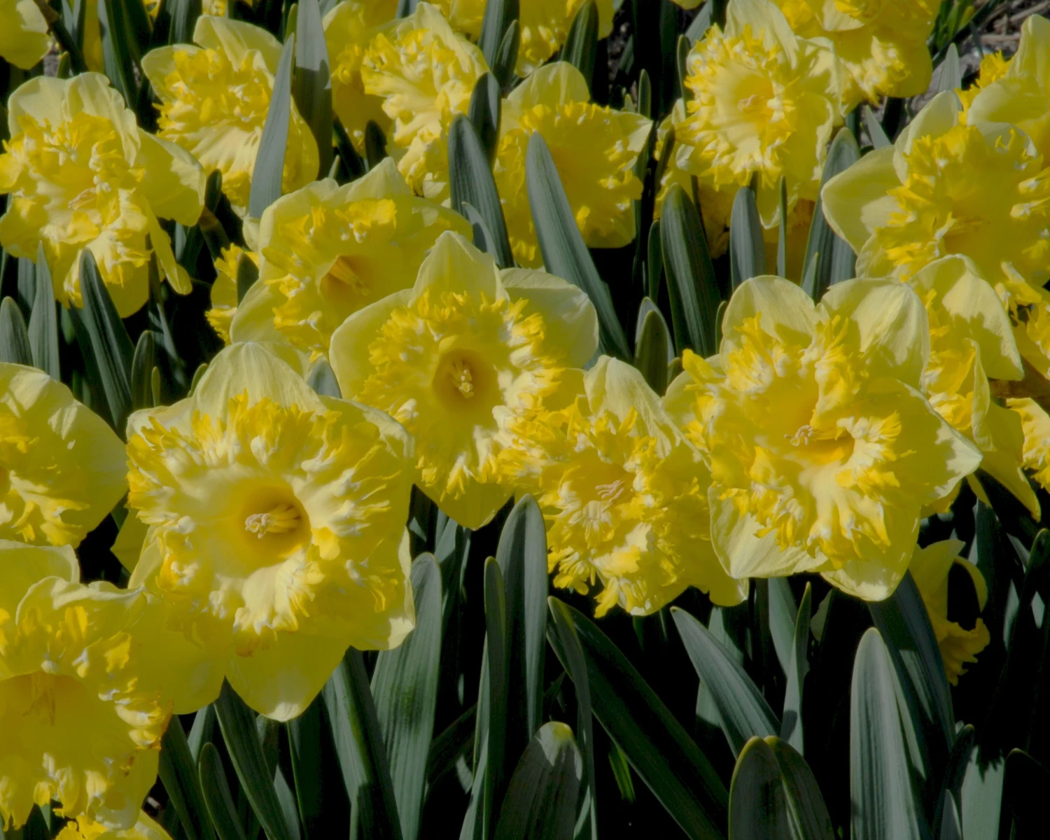 Narcissus 'Snowtip' - Image 4