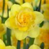 Narcissus 'Spring Paradijs'