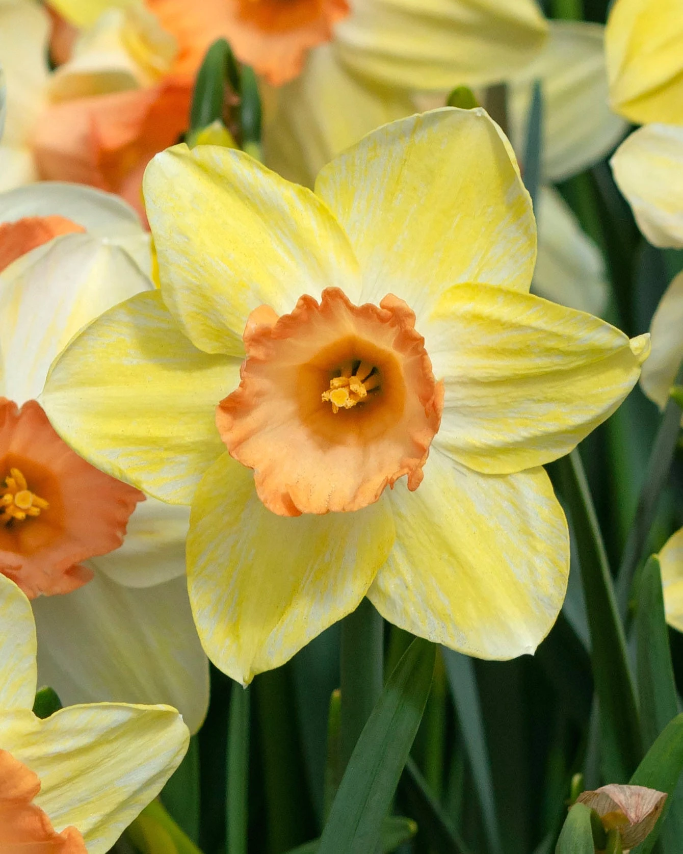 Narcissus 'Tickled Pinkeen'