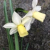 Narcissus 'Toto'