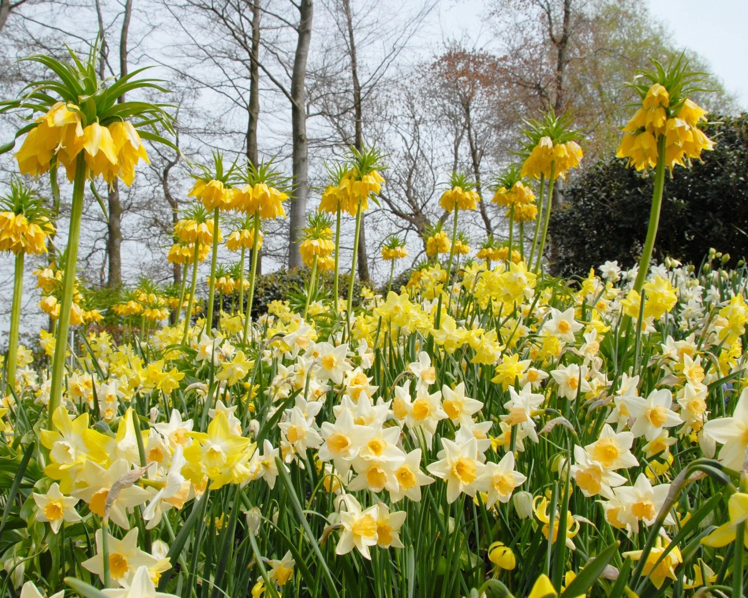 Narcissus 'Waterperry' - Image 2