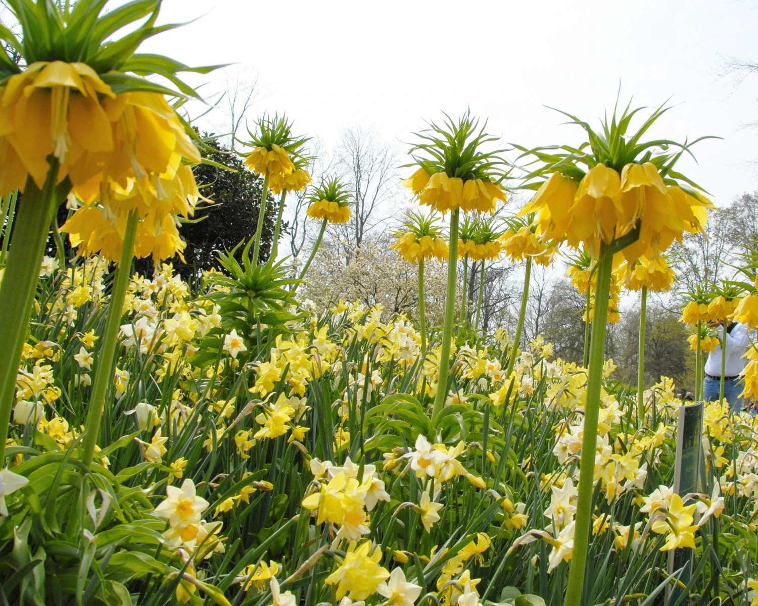 Narcissus 'Waterperry' - Image 4