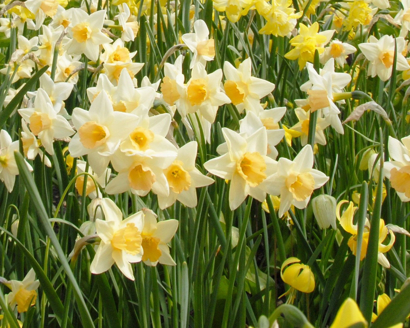 Narcissus 'Waterperry' - Image 3