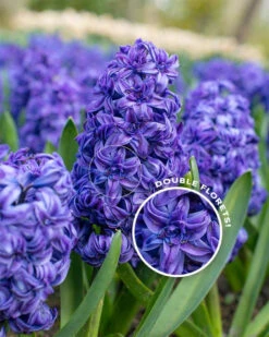 Hyacinth 'Royal Navy'