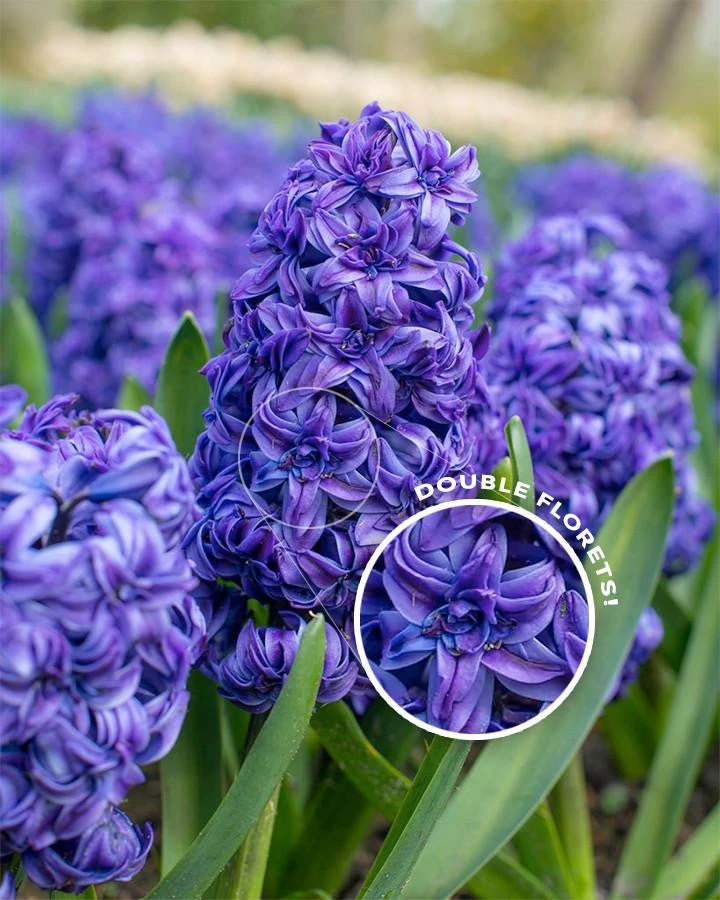 Hyacinth 'Royal Navy'