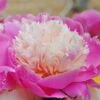 Paeonia 'Bowl Of Beauty'