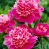 Paeonia 'Madame Emile Debatene'