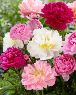 Peony Collection 'Colourburst'