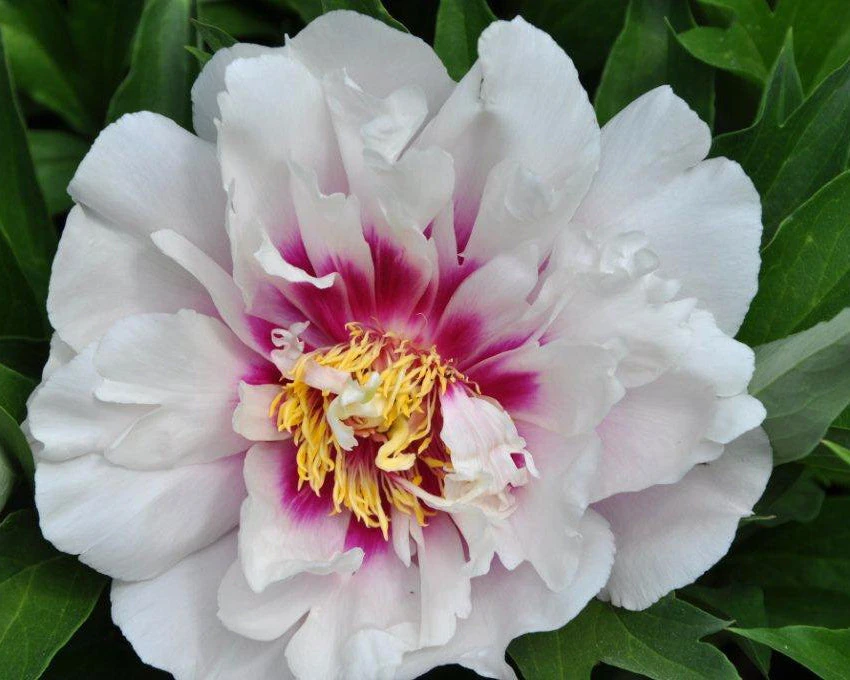 Paeonia 'Cora Louise' - Image 5