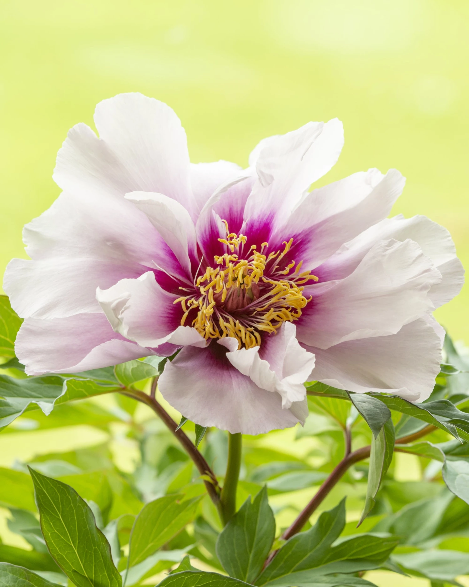 Paeonia 'Cora Louise'