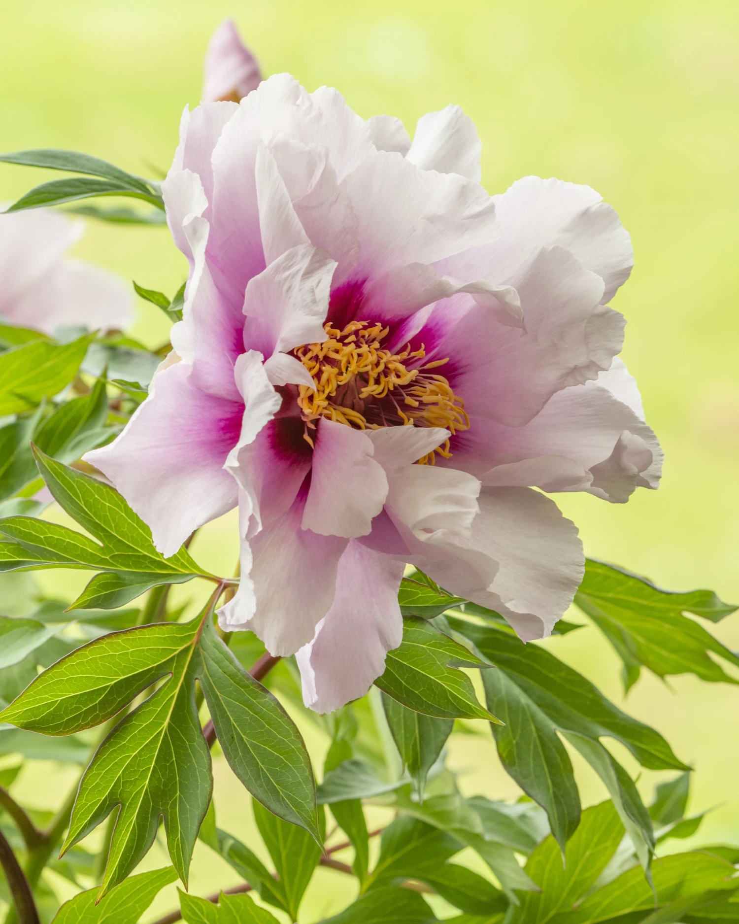 Paeonia 'Cora Louise' - Image 6