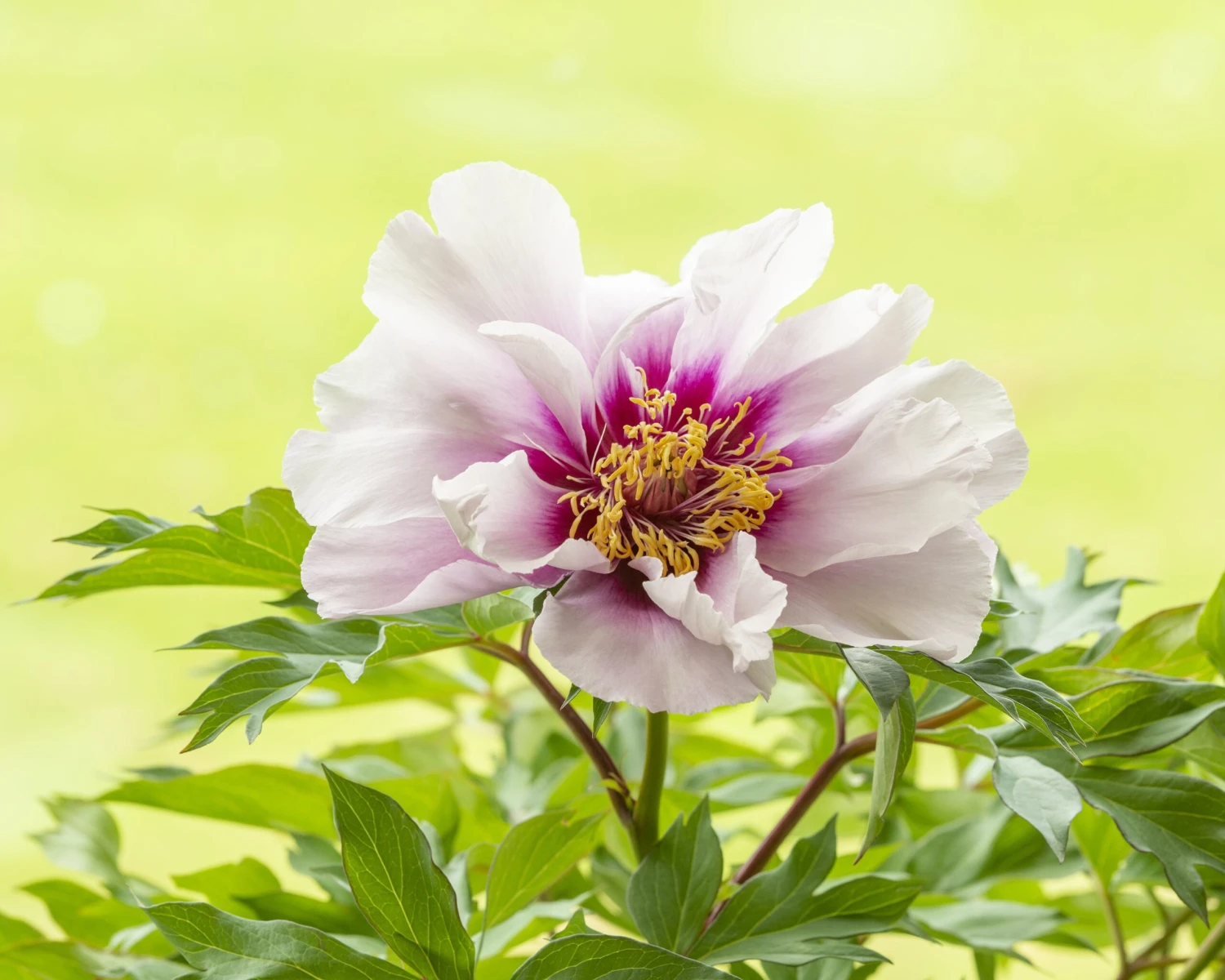Paeonia 'Cora Louise' - Image 3