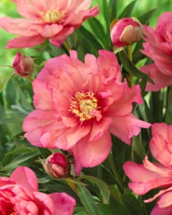 Paeonia 'Hillary'