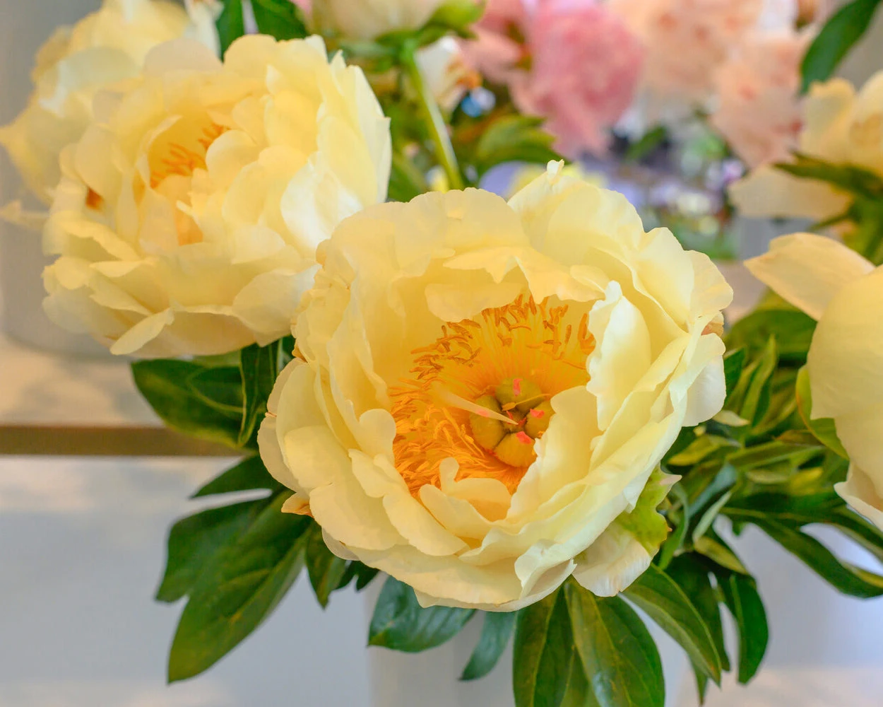 Paeonia 'King's Day' - Image 2