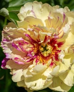 Paeonia 'Lollipop'