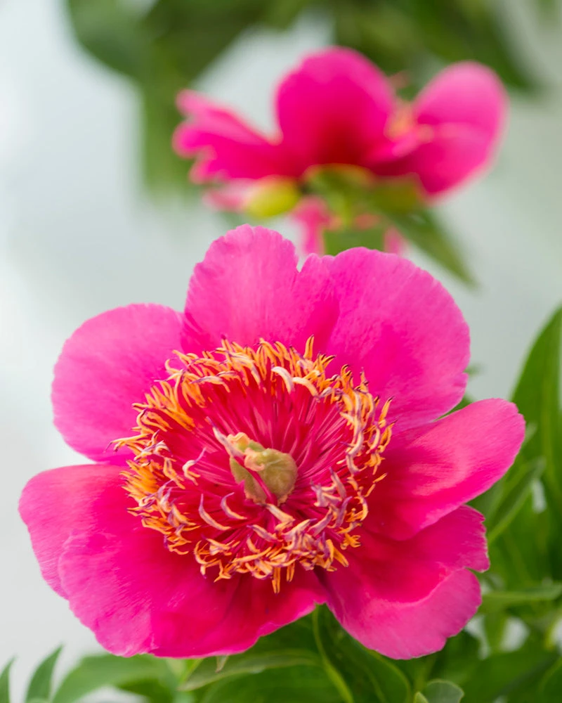 Paeonia 'Anemoniflora' - Image 3