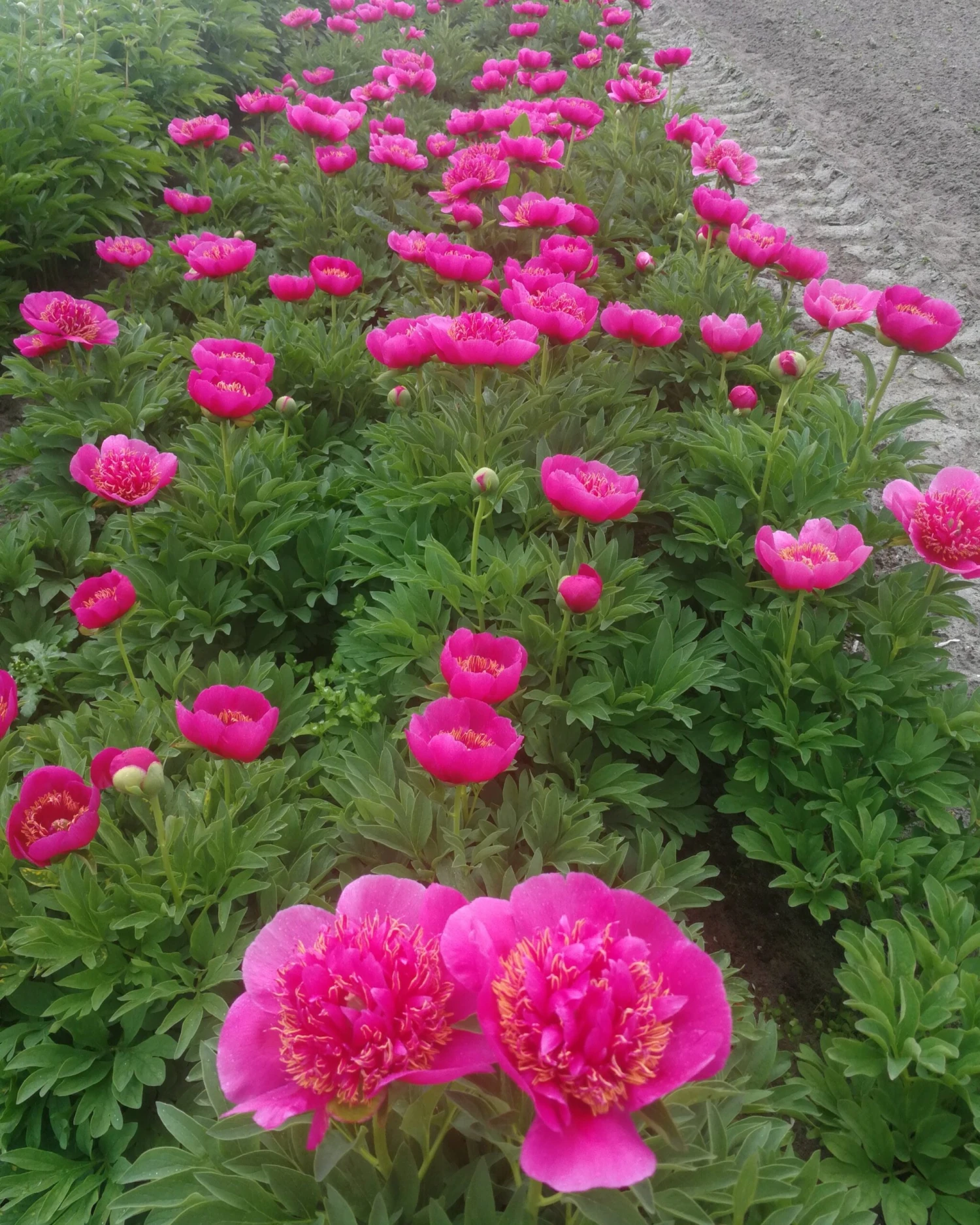 Paeonia 'Anemoniflora' - Image 4