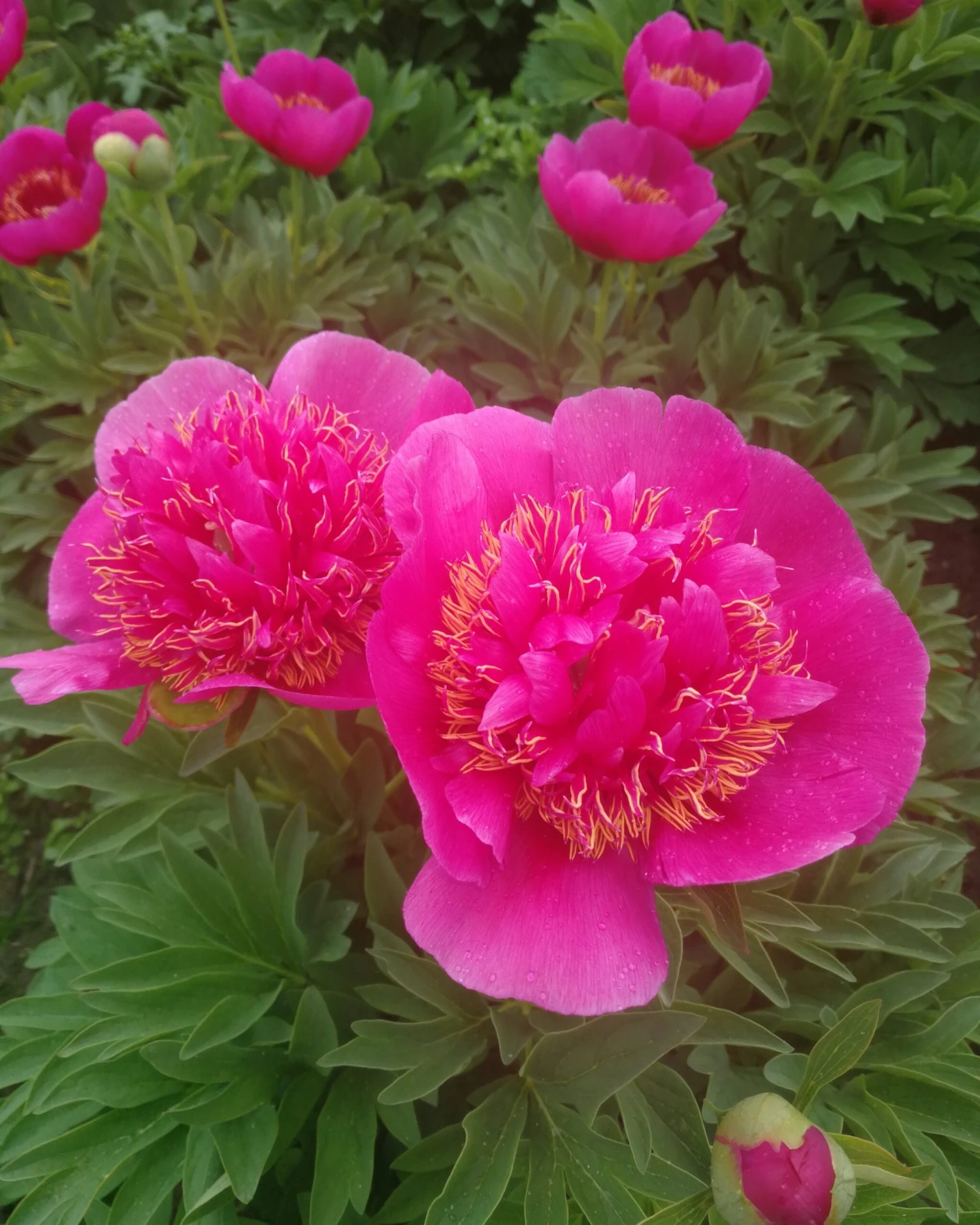 Paeonia 'Anemoniflora' - Image 5