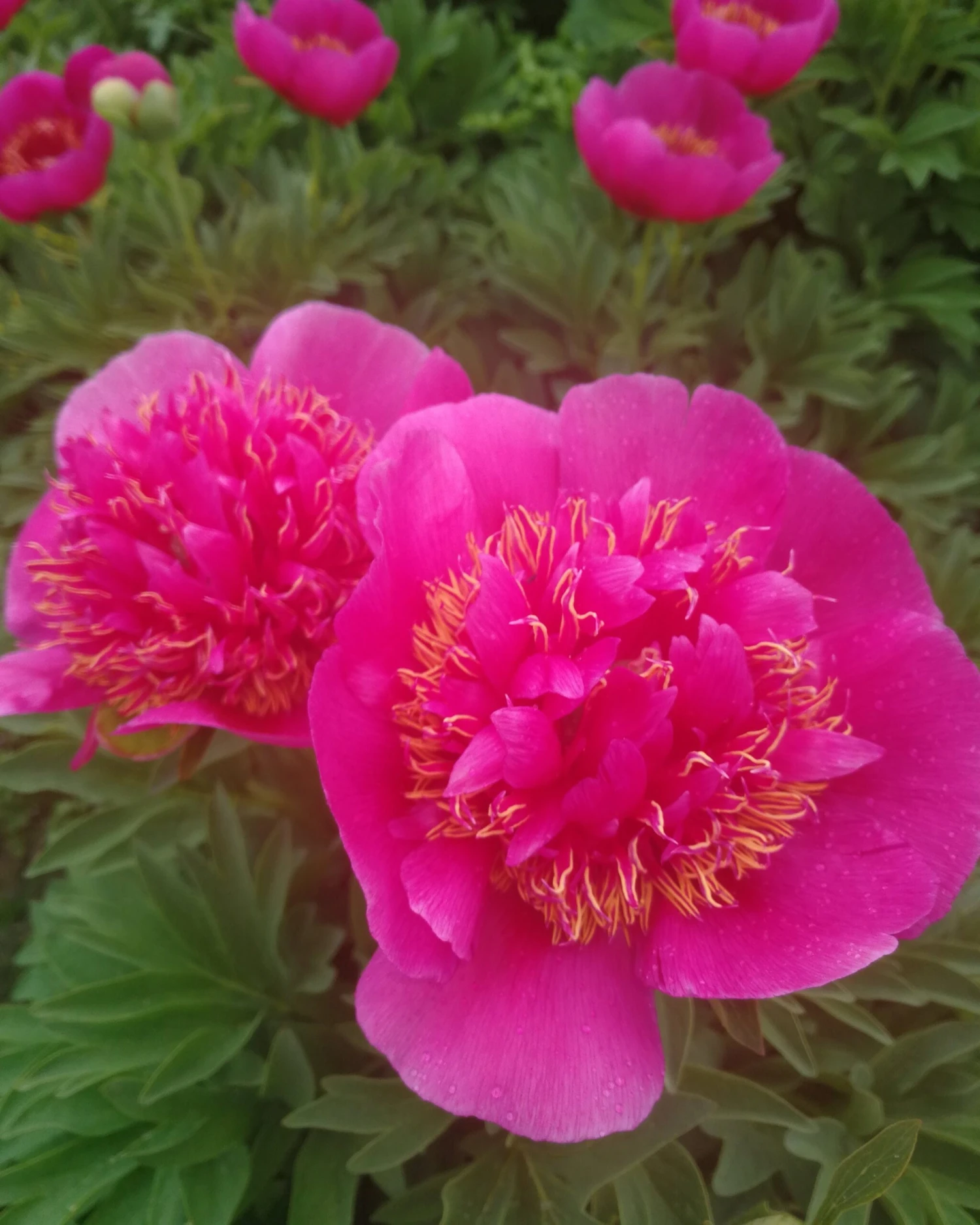 Paeonia 'Anemoniflora' - Image 2
