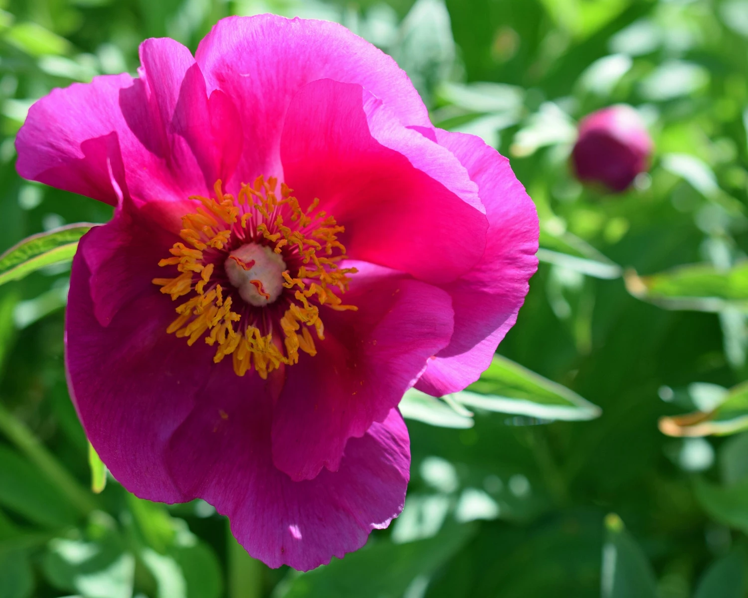Paeonia 'Anemoniflora' - Image 6