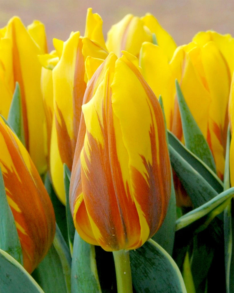 Tulip 'Ravana' - Image 5