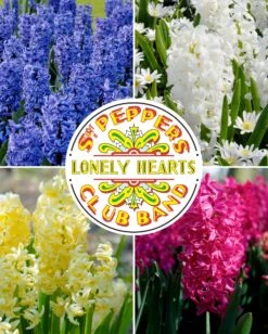 Hyacinth Collection 'Sgt Pepper's'