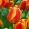 Tulip 'Apeldoorn Elite'