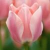 Tulip 'Apricona'