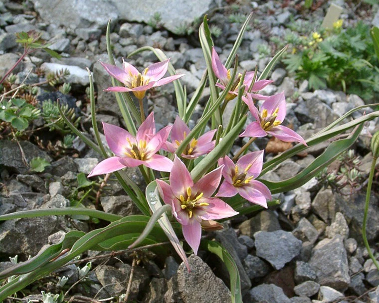 Tulip Aucheriana - Image 5