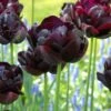 Tulip 'Black Hero'