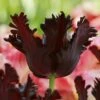 Tulip 'Black Parrot'