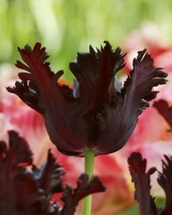 Tulip 'Black Parrot'
